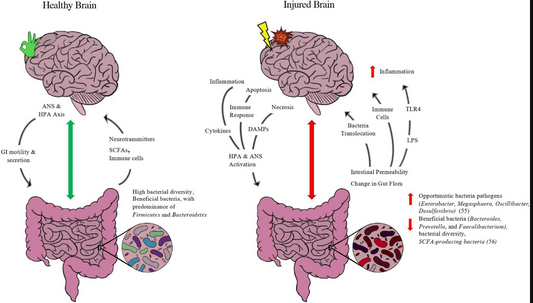 Gut-Brain-Liver Connection - DECODED