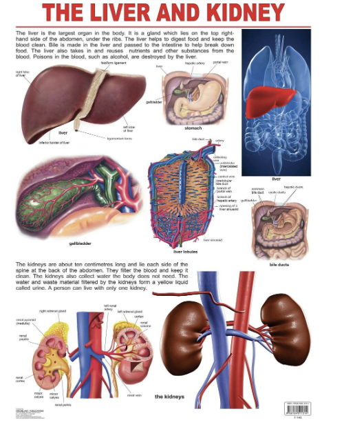 Empowering Kidney Vitality