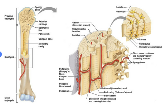 Link Between Height and Liver Health: Investigating Liver Fibrosis and Cirrhosis Risk"