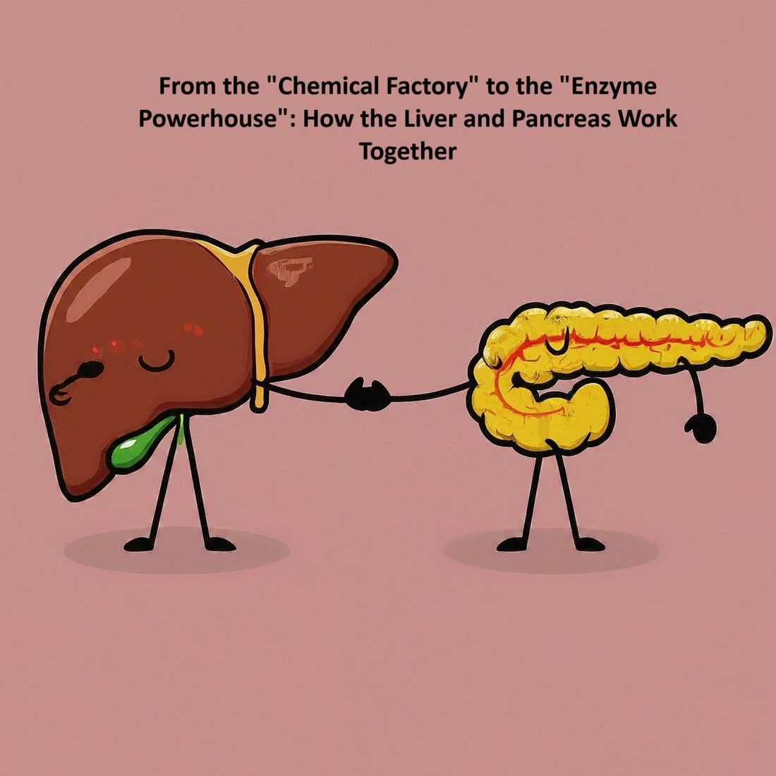 The Power of the Liver-Pancreas Connection for Metabolic Health