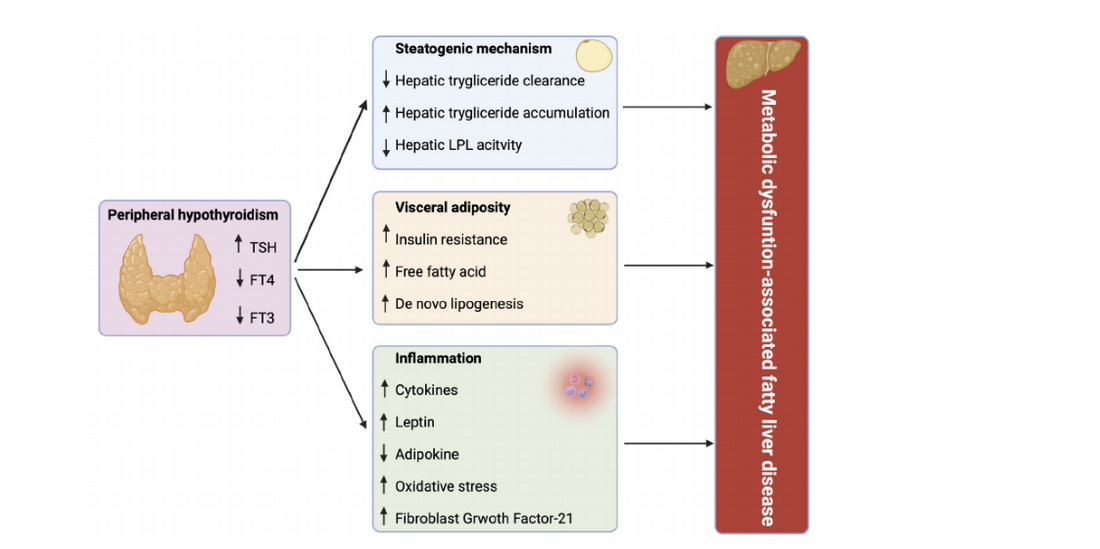 Understanding the Relationship Between Thyroid Hormones and Liver Function in Metabolic Disorders